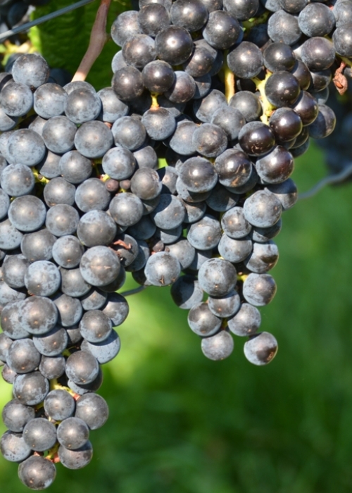Merlot 13 Gm ANT 6447